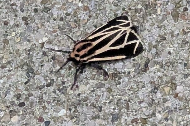 GodsLibtard's tweet photo. #MothWatch https://t.co/t733GfiE5J