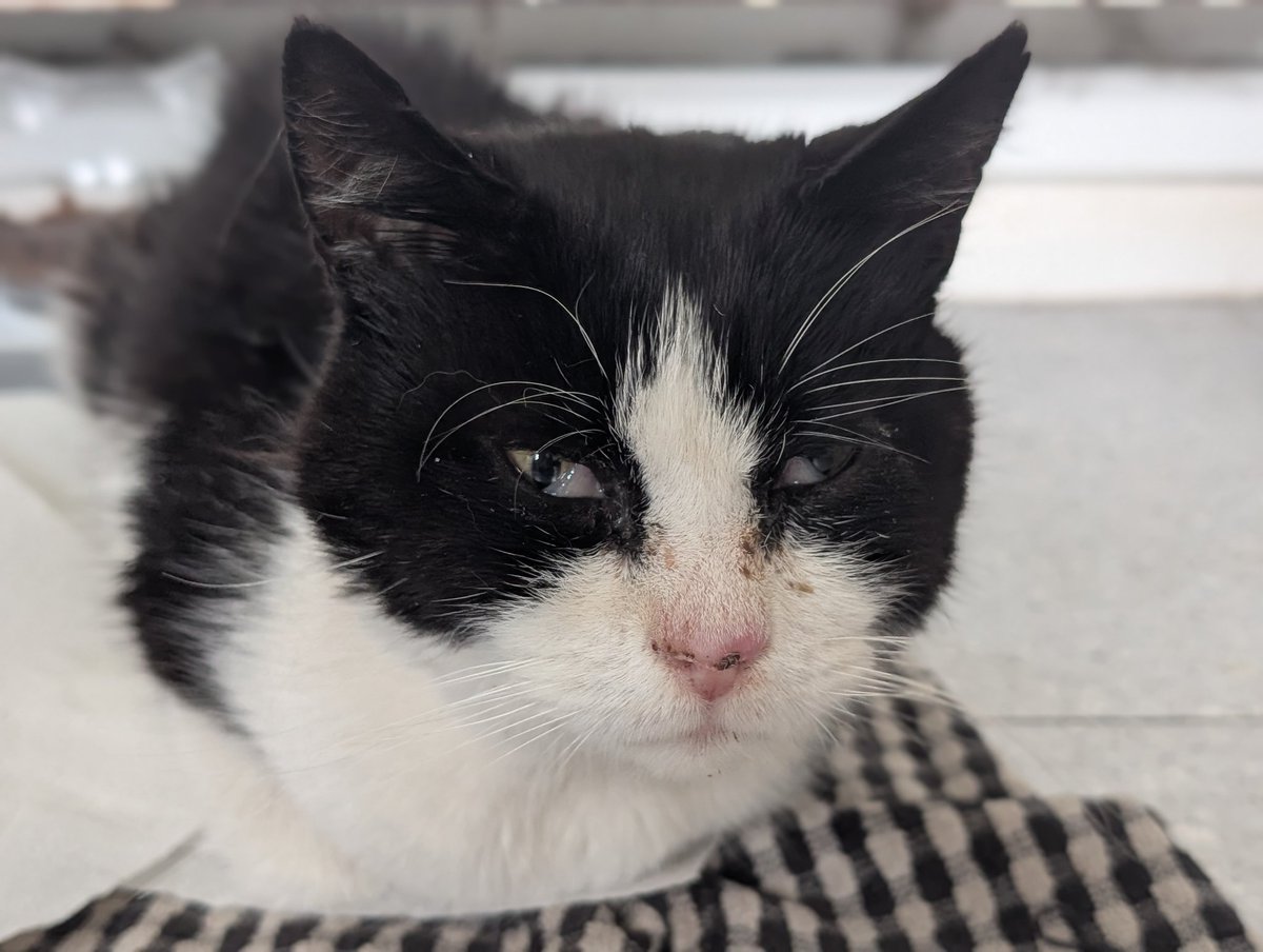 AlfiandKodi's tweet image. A retweet is free & could help Squeaki get the help he needs โค๏ธ๐ป
He is fighting but he needs a vet & if I could afford to then he would already be there
Pls if you can spare anything at all, we would all be eternally grateful โค๏ธ
Link in reply