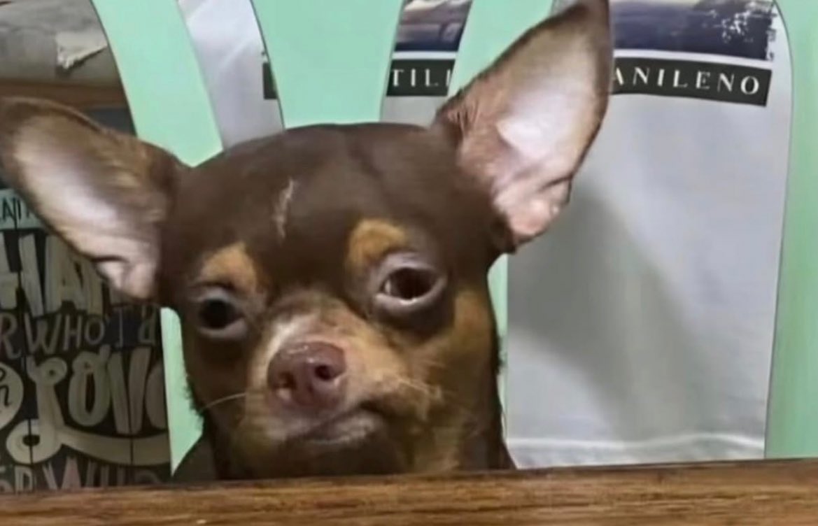 yo cuando me toca comer con personas y no viendo un video