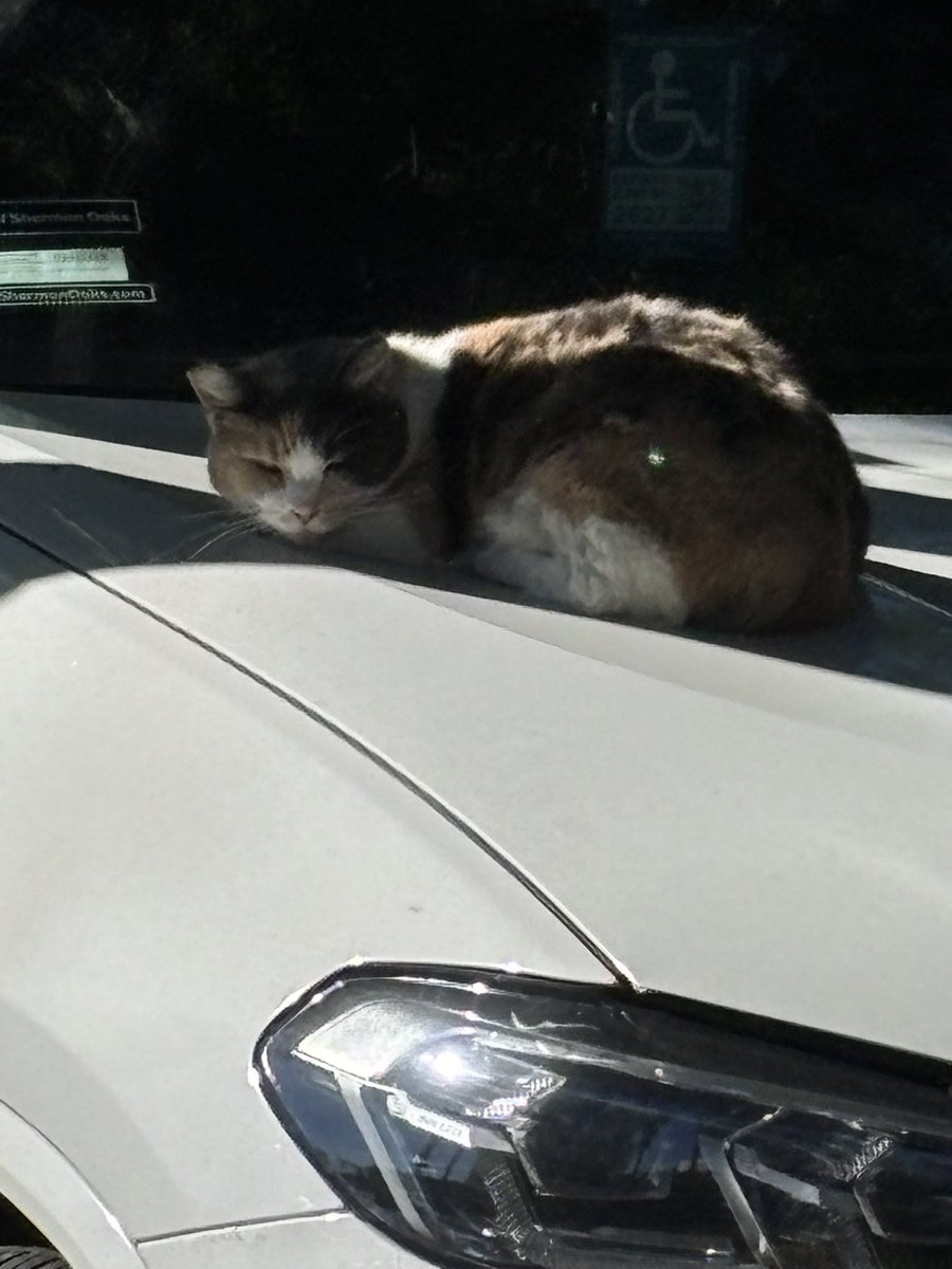 SolidFeedOnly's tweet image. How much likes can this random cat get?  
#x