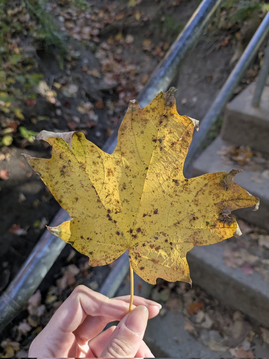 angelemissary_'s tweet image. happy fall 🍂