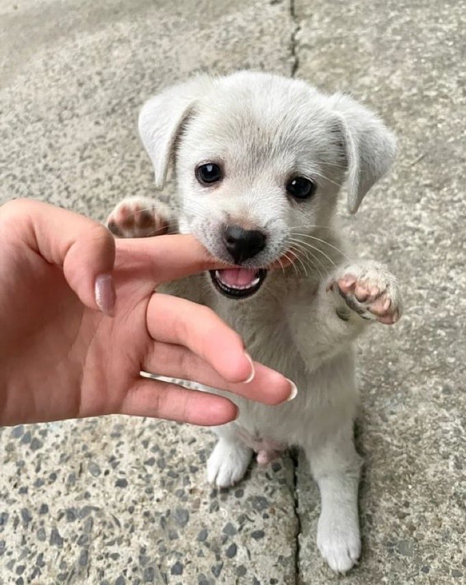 Pawes_and_pups's tweet image. So cute ❤️
#doglovers