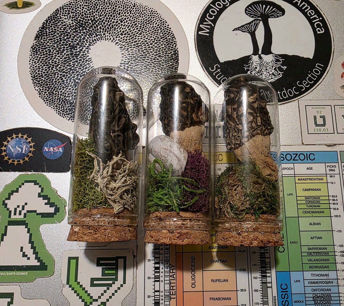 hacking_tyler's tweet image. Happy World Mushroom Day! 🍄🍄🍄

I made these preserved morel mushroom and lichen terrariums in celebration.

October 15th is the day when we celebrate the fungal kingdom and its impacts on humanity. 

#mushrooms #mycology #fungi #mycologist #NationalMushroomDay