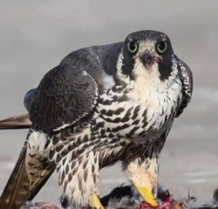 من تهقوى بالنشاما .. يحصّل ما يريد
ومن ترك سود النوايا يحصّل مقصده

واحد(ن) يجفا رفيقه على شان البعيد
مثل من يهدي للأجناب .. ميراث ولده

علّموه إن وقفة الطيّب .. للطيّب رصيد
لا انتحت به سود الأيام واللاش جحده