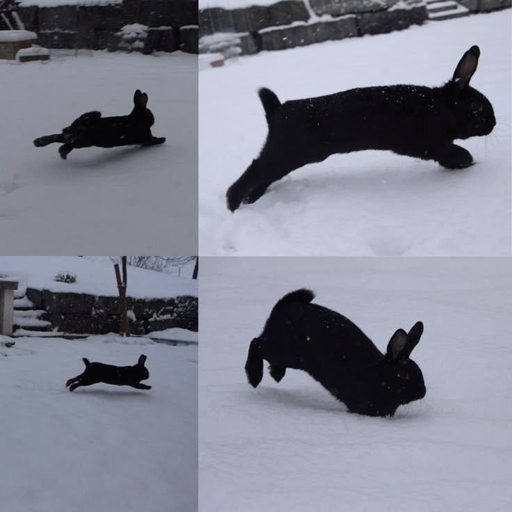 Bunnies (@bunnies) on Twitter photo 