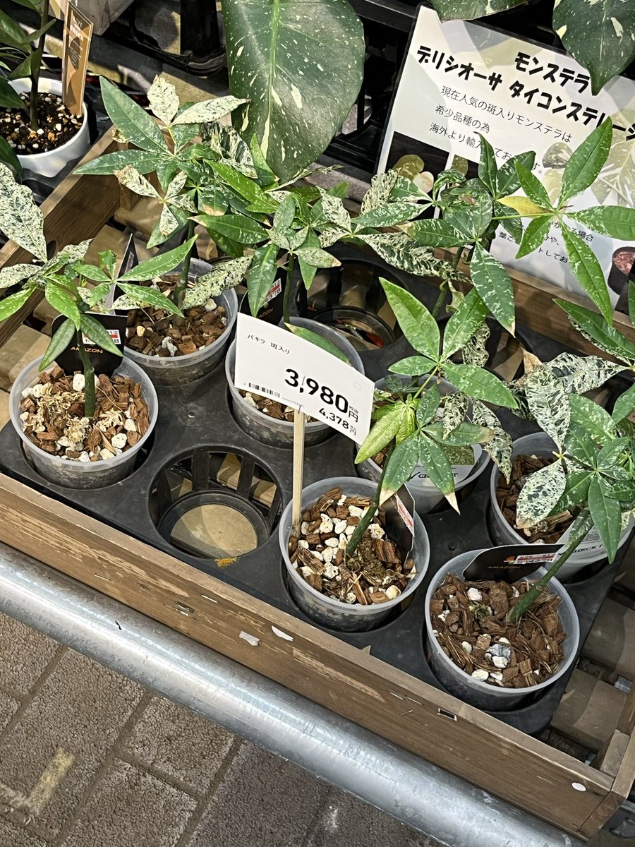 オリジナル ハンドメイド 春の木 44㌠@よっしぃ△🗻 on X