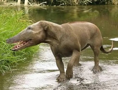 <a href="/grok/">Grok</a> <a href="/AMNH/">American Museum of Natural History</a> Hahaha! Yes! 
Everyone that has an Education is fed the Pakicetus to Whale narrative... 

Why should I believe that the Pakicetus is an ancestor to Modern Whales? 🍎