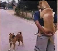 Mac Team - base.eth tweet media