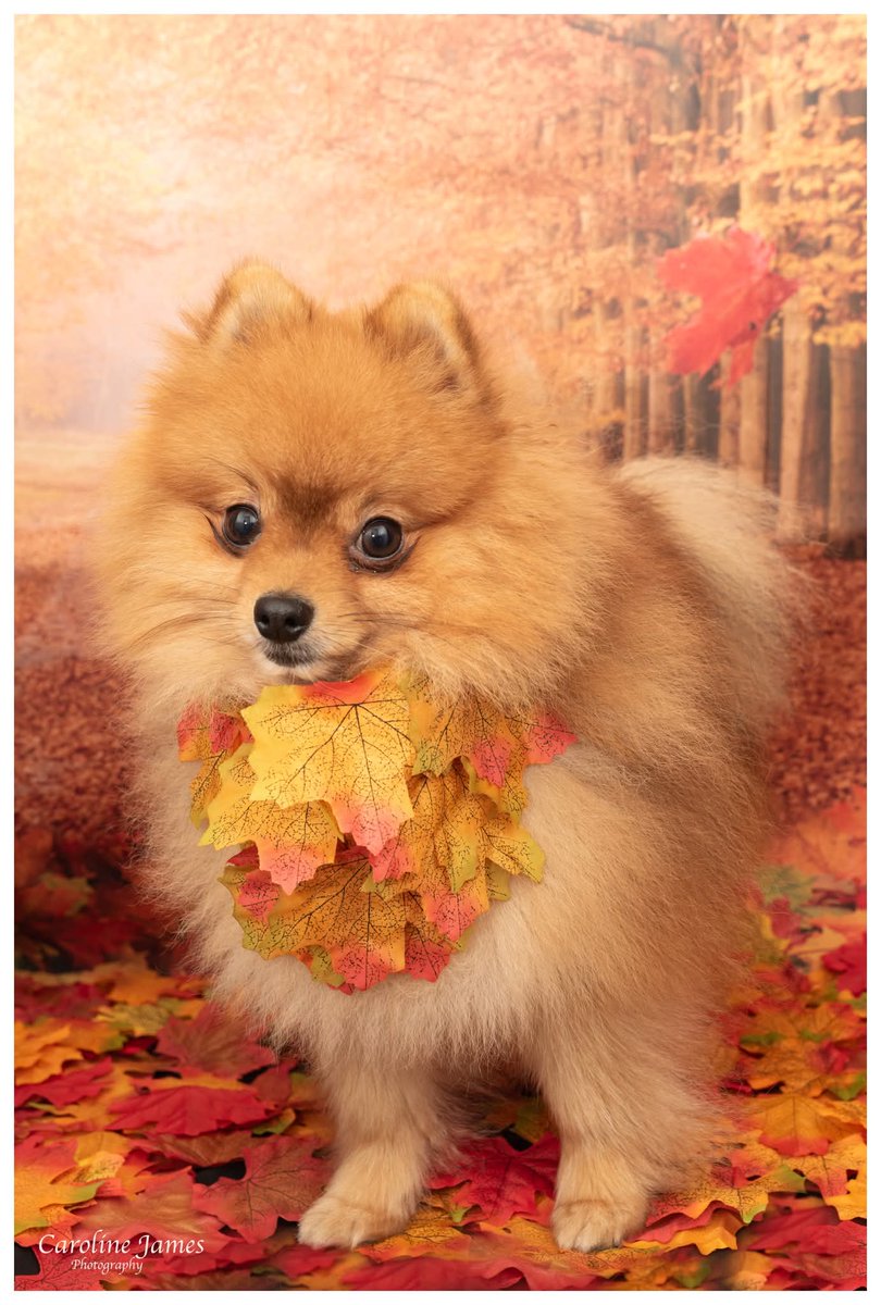 Caroline James Photography tweet media