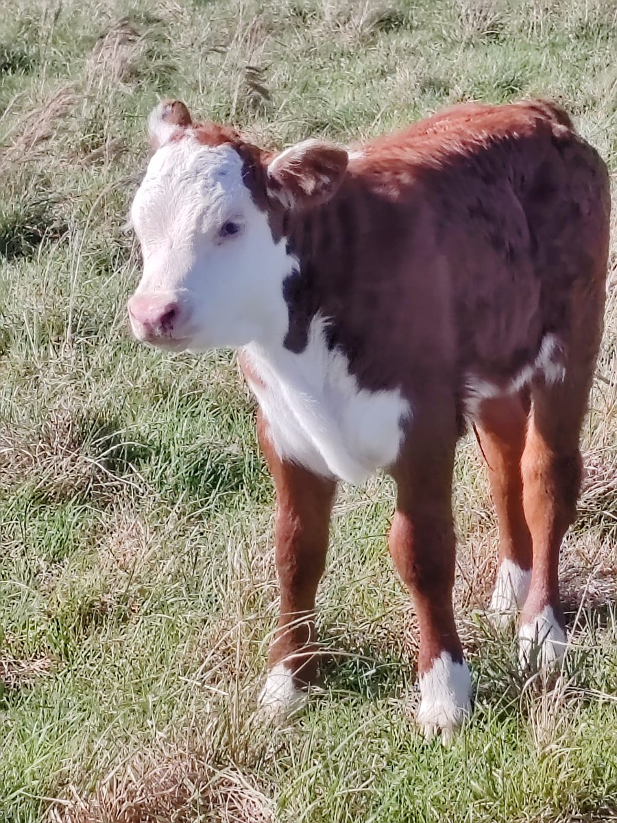 “En Talitas, producimos toros adaptados a rendir en campo natural, eficientes, precoces y funcionales. Vendemos nuestros toros directamente desde el predio. 
Consulte por condiciones y facilidades al 099 575 944.
Hereford de Talitas — genética nacida y probada a campo.”