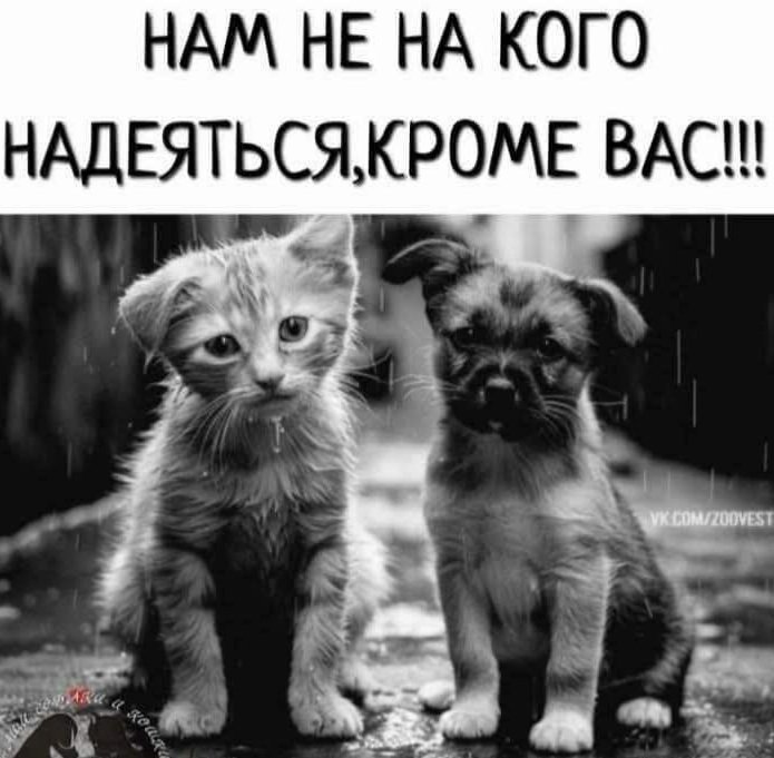 У каждого своя роль в этом мире. У животных самая сложная - проверять людей на доброту...