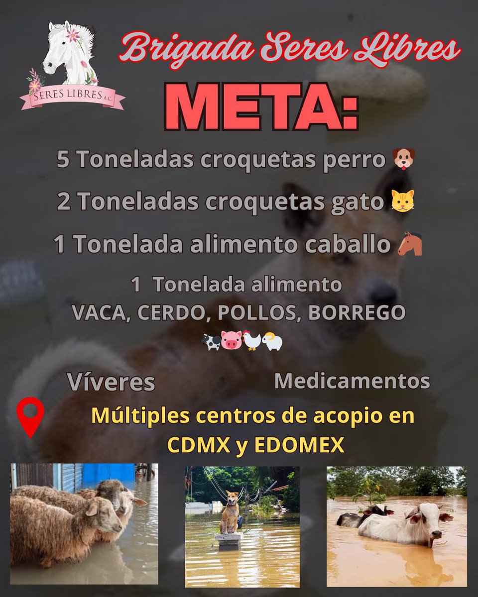 sereslibres_mx's tweet image. 🆘 #BrigadaSeresLibres 🆘 Familia hermosa: NO podemos seguir viendo tantas imágenes de animales sufriendo por las #inundaciones y quedarnos de brazos cruzados, nuestro corazón no resiste más… 

Es por esto que haremos una ⚠️BRIGADA DE AYUDA A ANIMALES DAMNIFICADOS…