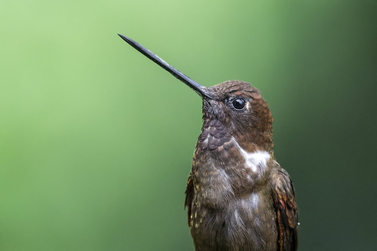 Todavía alcanzo a llegar con un colibrí cafecito al #miercolesdeemplumados