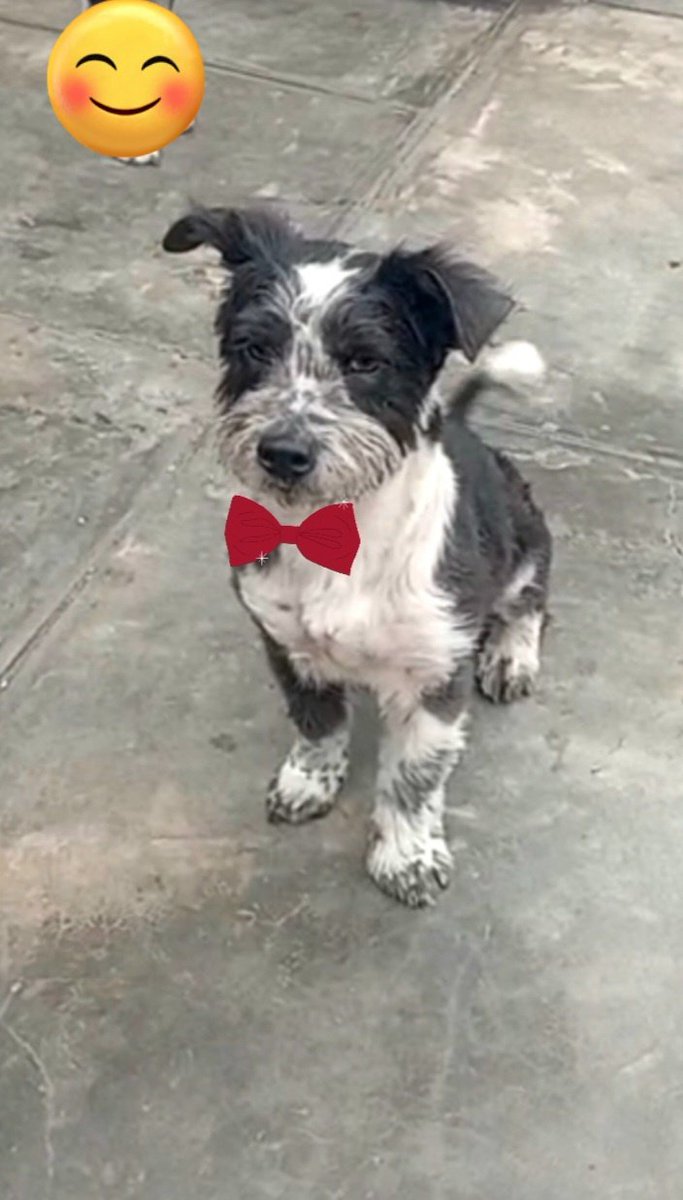 Tomyadopta's tweet photo. EN ADOPCIÓN ❤️ 😍 Lindo perrito macho pequeño alegre amistoso 1 añito. Contacto Wsp 948 596 116 https://t.co/XaHX9jBiBy