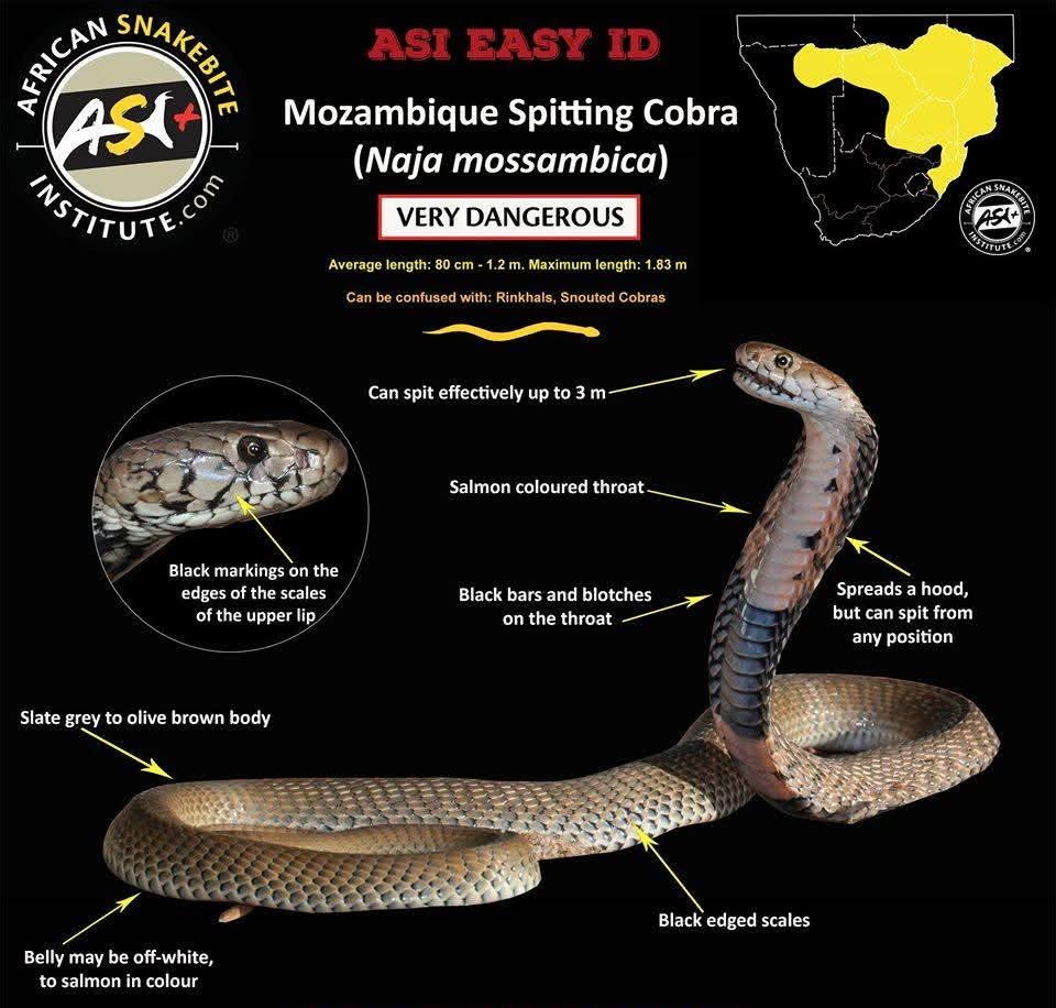 mankaree07's tweet image. Few snake ID details, this might be very helpful especially for those who work on field za forest .