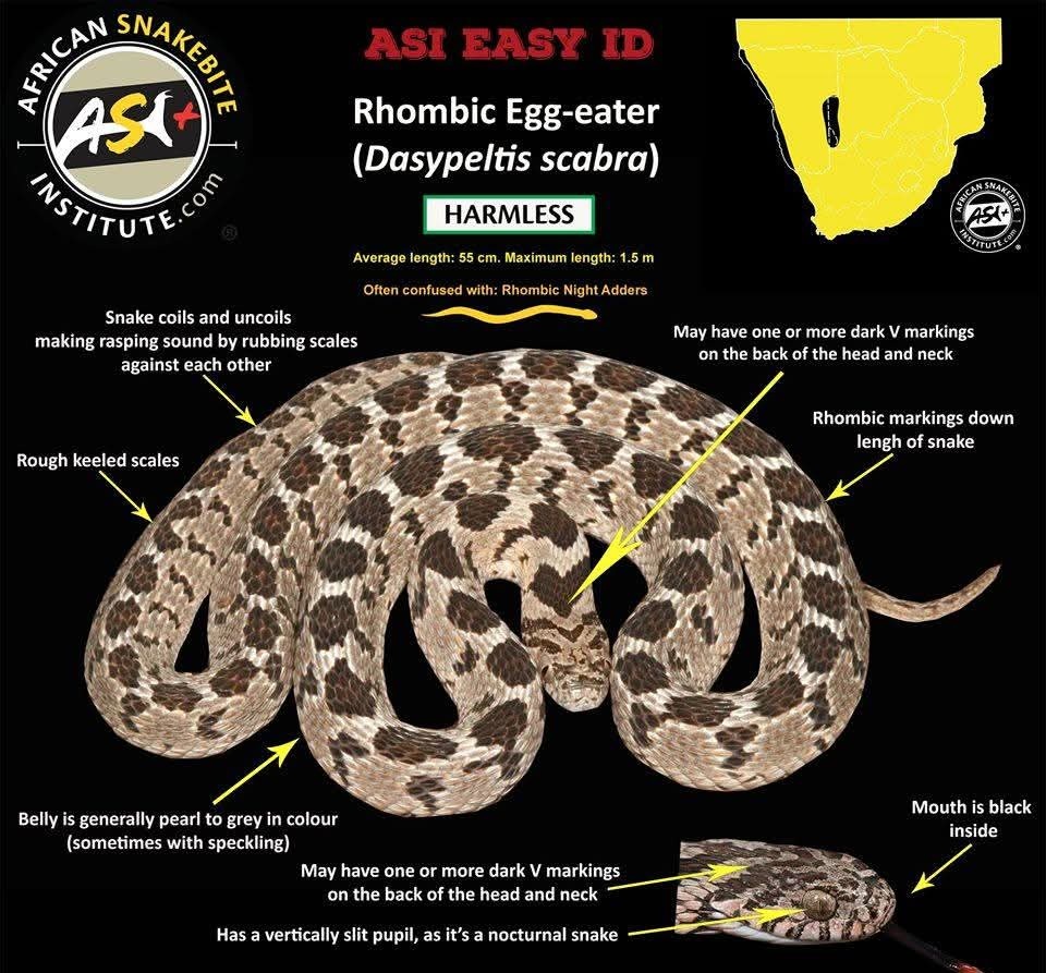 mankaree07's tweet image. Few snake ID details, this might be very helpful especially for those who work on field za forest .