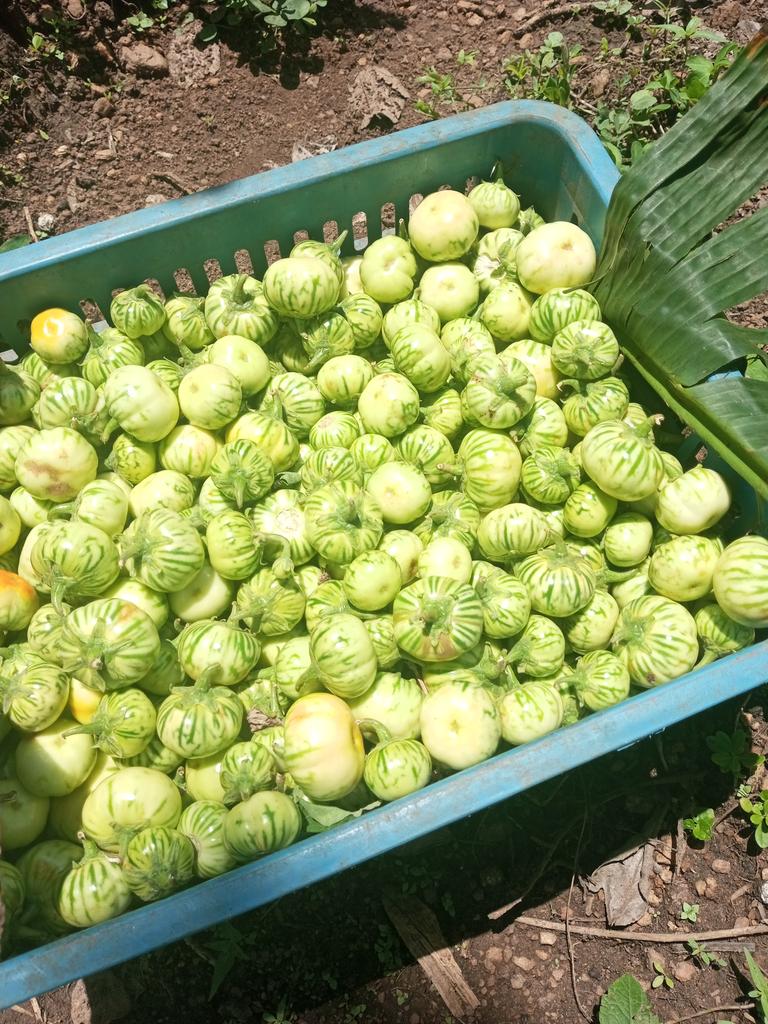 walejustbelight's tweet photo. I have (Ikan) for sell.
I can deliver to any interested buyer around Ilesha.
#OsunFarmer #InsideIlesha #Agropreneur https://t.co/6MZuX8EPUm