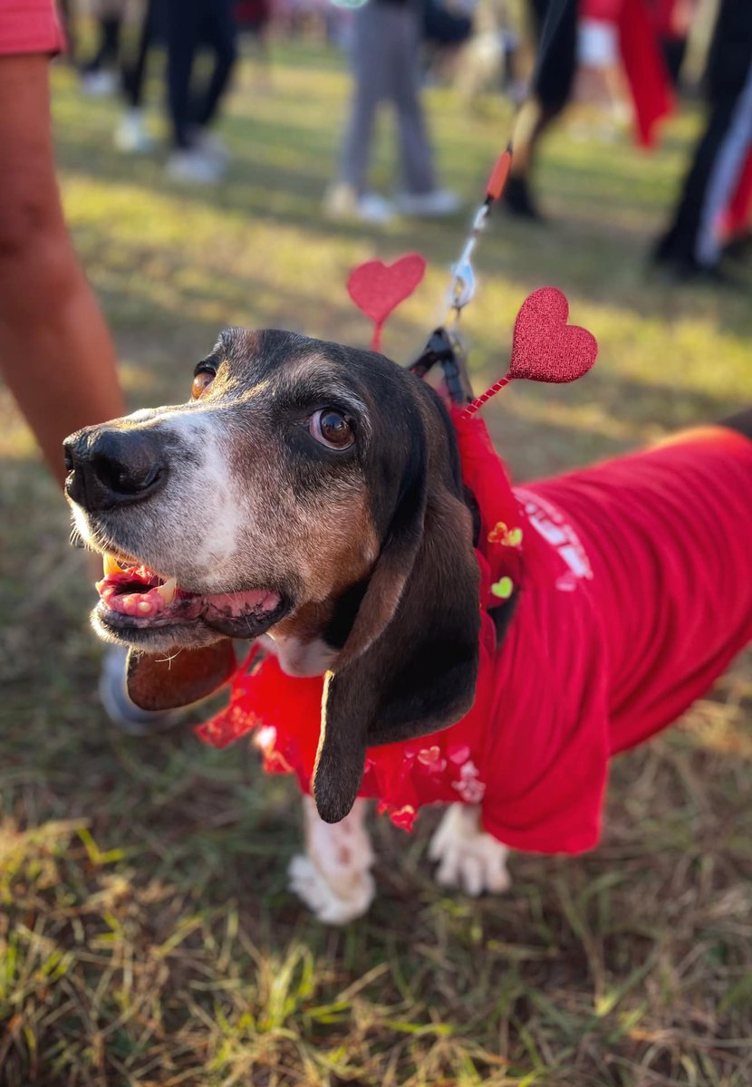One month from today, Ultimate Medical Academy will be joining <a href="/American_Heart/">American Heart Association</a> at the annual Heart Walk. Whether you’re joining us in-person at Raymond James Stadium in Tampa, FL, or taking your walk somewhere across the country, we invite you to explore heart-health resources