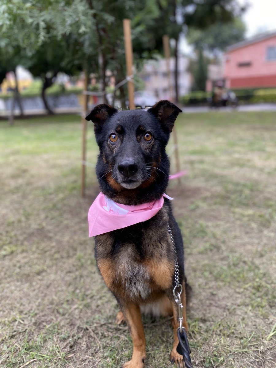 HELA_MORE's tweet image. ¿Por qué aún nadie pregunta por nuestra preciosa Kala? 🥺

Aún busca a su mamá humana que falleció,a veces voltea a ver a las señoras mayores como buscándola.💔

Necesita una nueva familia que le ayude a sobrellevar esa pérdida.
¿Les das una oportunidad?
Estamos en CDMX.…