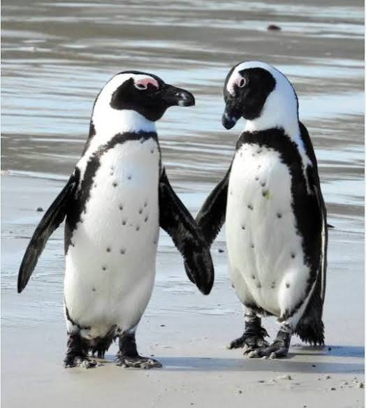 FifiFlow1617's tweet photo. Am I crazy or is this location in South Africa
1. Penguins are African Penguins
2. Colorful houses look like Bo-Kaap
3. The Mountain in the back kind of plateaus, Similar to Table Mountain
4. The second image of the pair in the Cable car, they do that in my cou try as well
🤔🤔🤔 https://t.co/tGCyHtOcv2