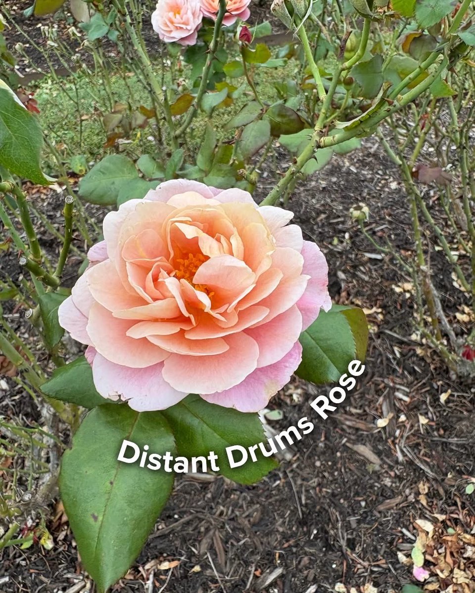 Norfolk Botanical Garden tweet media