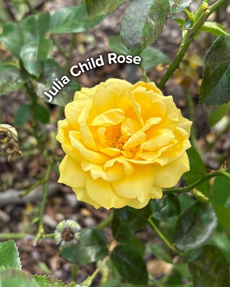 Norfolk Botanical Garden tweet media