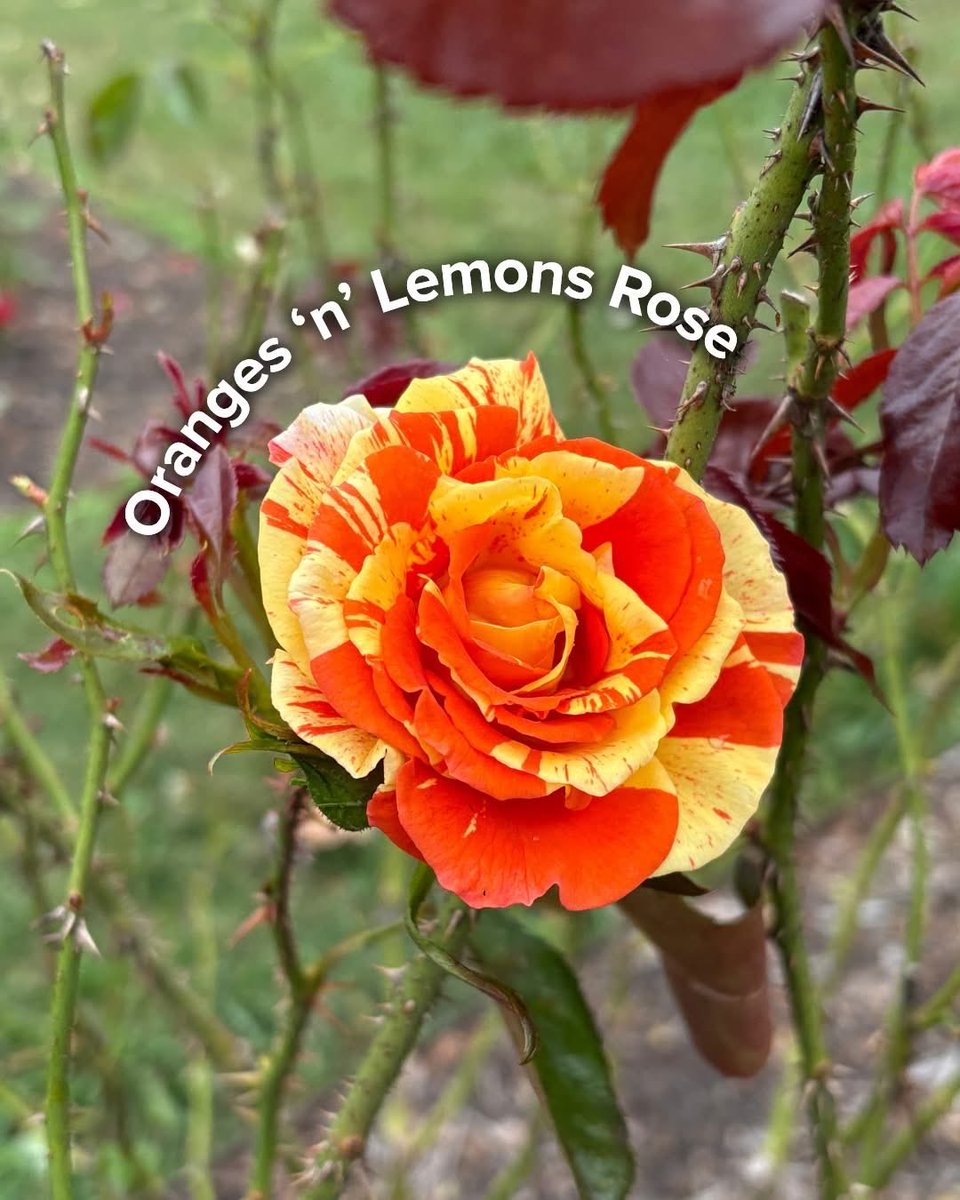 Bloom alert! Our roses (𝘙𝘰𝘴𝘢𝘤𝘦𝘢𝘦) are having their second bloom of the season. Grab a loved one and walk among the roses.

Did you know? Norfolk Botanical Garden Rose Garden is featured on a U.S. Postal Stamp.