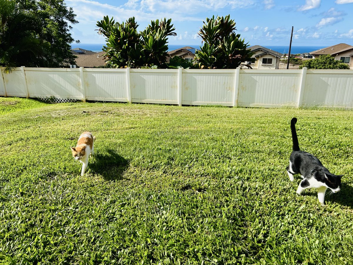 Matt_Ironstone's tweet photo. Iโm out on #hedgewatch pawtrol with Bruce Wayne today because my pal Boots is feeling poorly and has to rest. Dad sez Boots is getting ready to go #OTRB.
#CatsOfHawaii #FIVCatsClub https://t.co/l2ad7gdH1X
