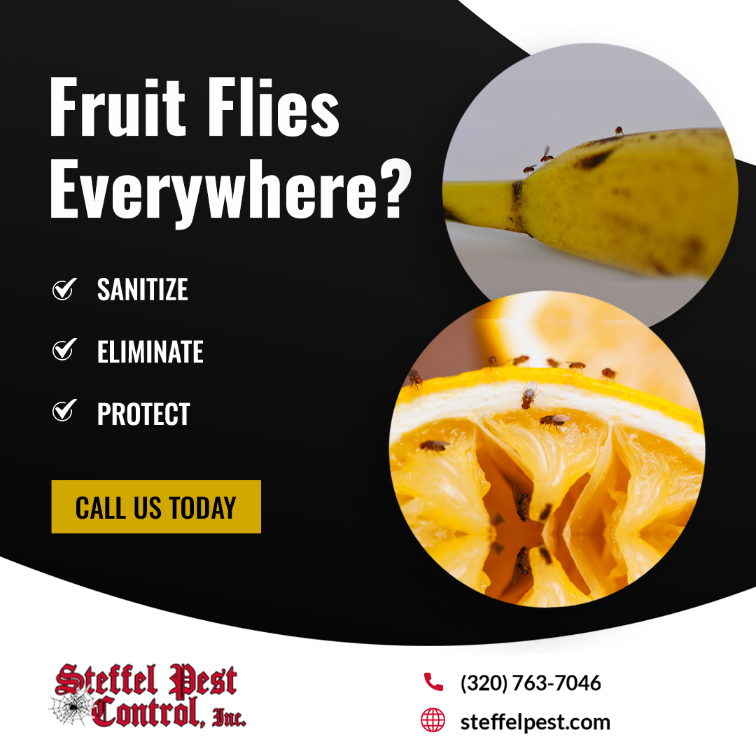 SteffelPestCon's tweet image. Fruit Flies Swarming Your Kitchen?

At Steffel Pest Control, our fruit fly control treatments eliminate the source, not just the swarm.
We’ll sanitize and protect your space from future invasions.
📞 (320) 763-7046
🌐 steffelpest.com

#FruitFlyControl #PestRemoval