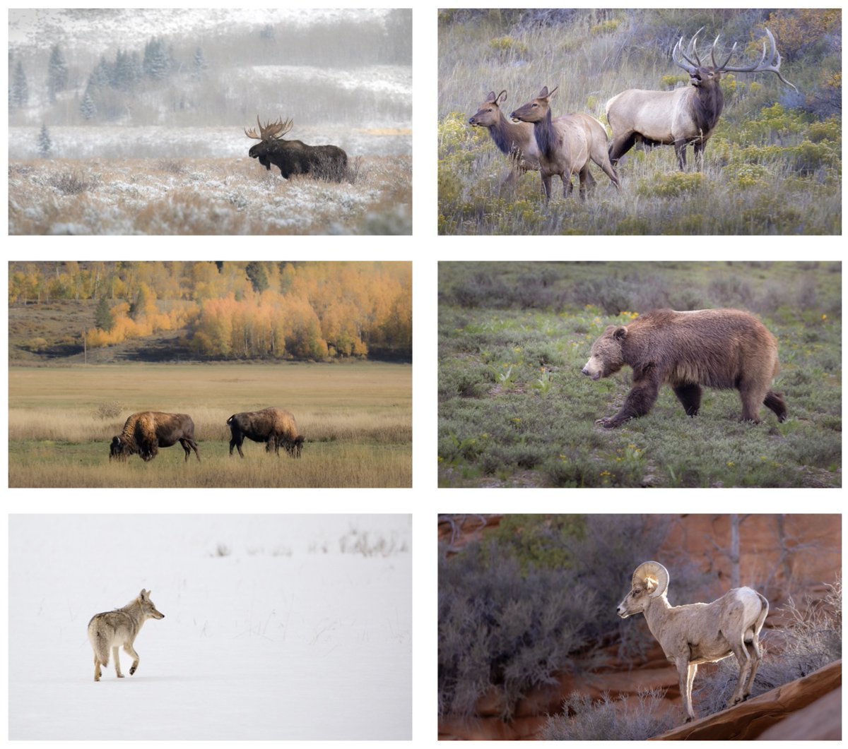 My first drop in over a year…

Coming October 23rd with Transient Labs
“Brushed Wild”
Celebrating the majesty and wildness of the West
Six images, one image per week, dropping on Thursdays at 12 pm EST
24-hour auctions
All six will be 0 reserve auctions
Bidders edition dropped