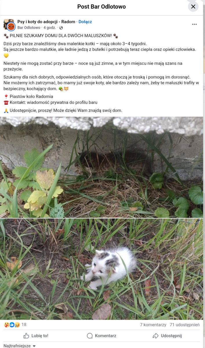 Drodzy, w Radomiu dwa malutkie kocięta (wymagające jeszcze dogrzewania i karmienia z butelki) pilnie potrzebują domu! 

Może ktoś chciałby się nimi zaopiekować? Pomogę z transportem na terenie całego Mazowsza a jak jakieś łódzkie/świętokrzyskie to też nie problem.