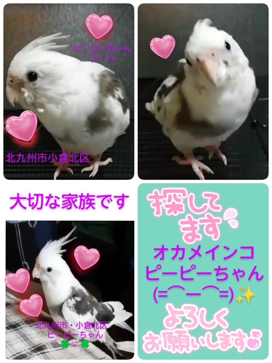 [鳥]リクエストページ 空 (@YaHiS75HpPi3RDa) / Posts / X