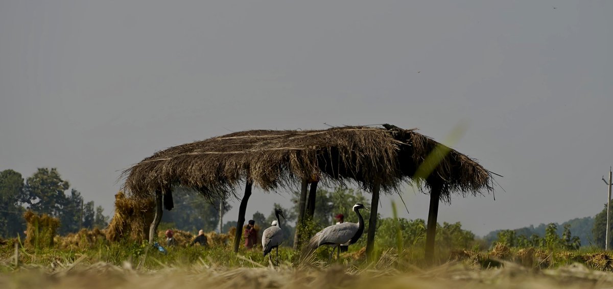 Few Migratory Demoiselle Cranes are currently resting in the crop fields around #Dudhwa. After their long journey, their graceful presence beautifully reflects the harmony between humans and nature. 

#BirdMigration #WildlifeIndia #NatureHarmony

PC- <a href="/vipinsaini_01/">Living Botane</a>