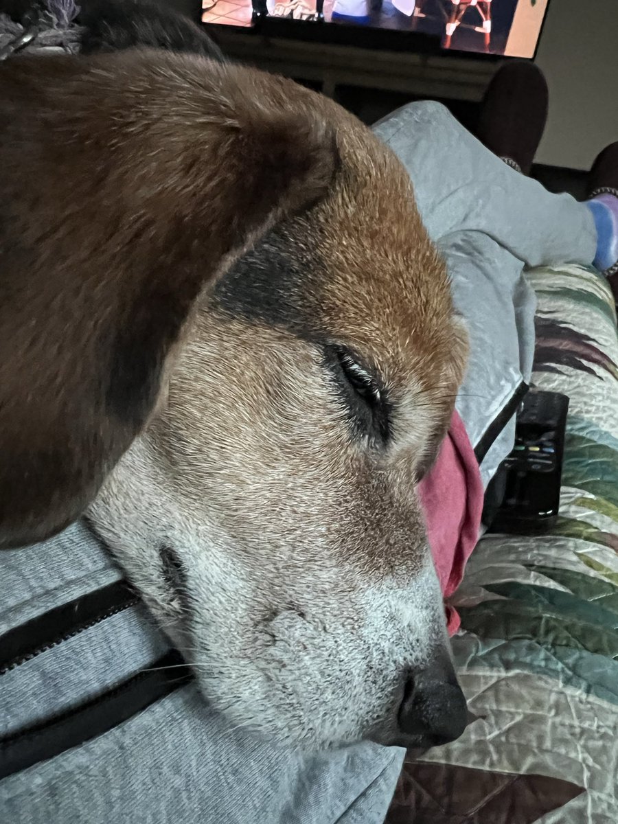 joelproto's tweet photo. @beaglefacts @Moody85 1000% true https://t.co/a4oxDrXHEw