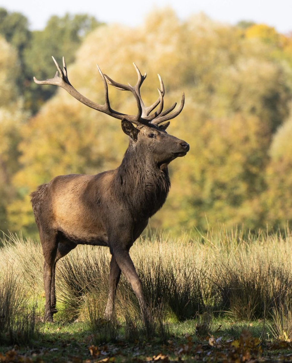 C'est avec le seigneur des bois, figé dans l'or de l'automne, que je viens vous souhaiter une bonne soirée 🩶