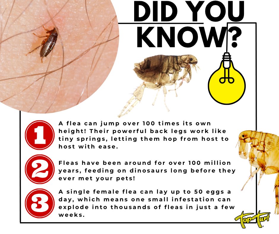 TopTurf's tweet image. Think fleas are harmless? Think again! 👀  Luckily, Top Turf’s pest control treatments keep them out of your yard and off your pets. 🐶💚
#TopTurf #PestControlExperts #FleaFacts #DidYouKnow #HealthyLawnHappyHome