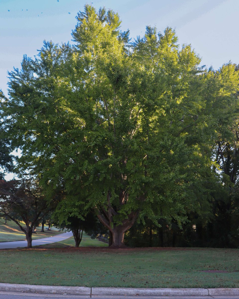 Dix Park tweet media