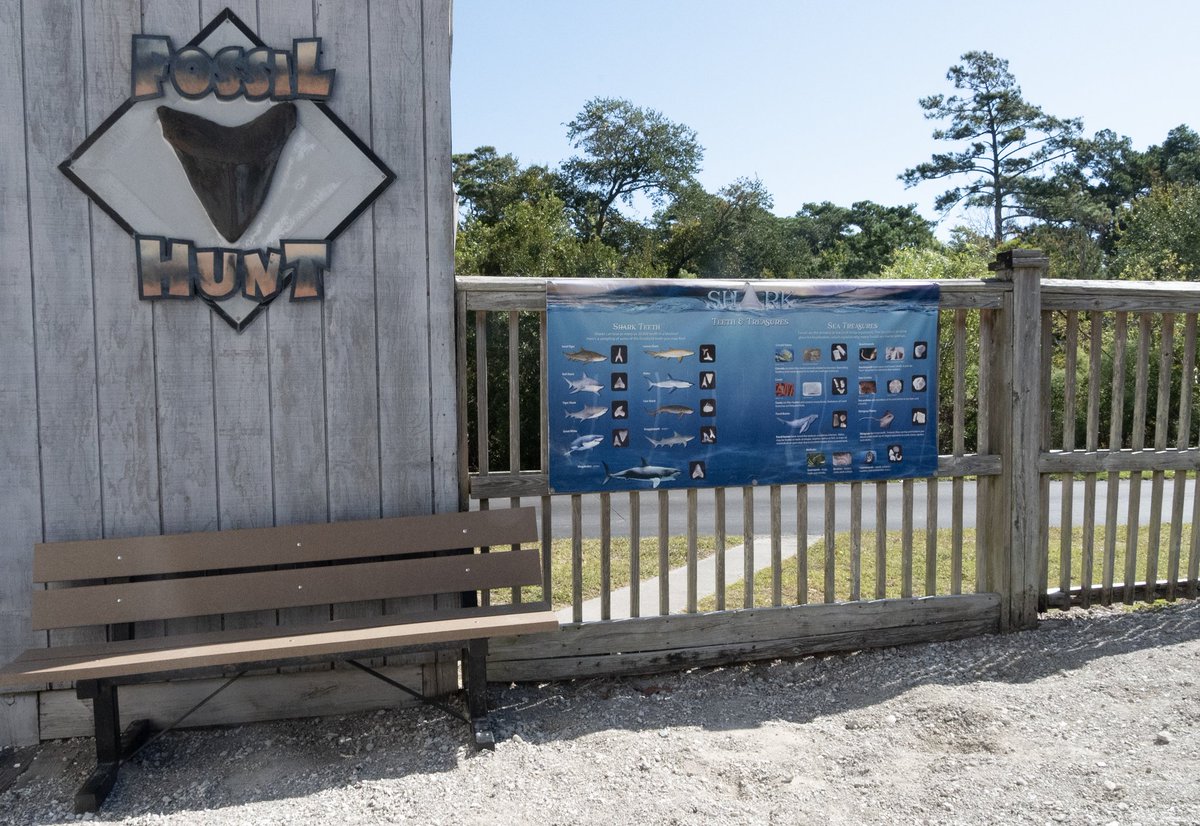 NCAquariumatPKS's tweet image. 🦖 🦪 🦕 It’s #NationalFossilDay! DYK fossils are the remains or traces of living organisms!? The sea floor is a great place for fossilization, which is why many fossils are marine animals. See if you can find some in our Fossil Dig next time you visit! #Fossil #FossilDig #NCAPKS