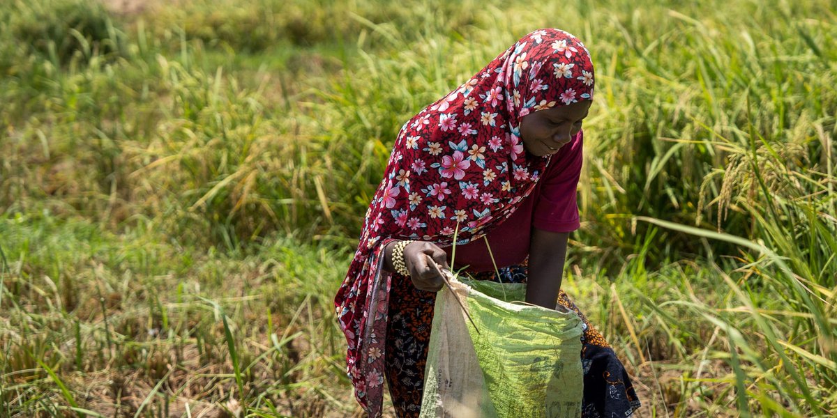#LeSaviezVous? 🌾👩🏾‍🌾Les femmes représentent près de 40% de la main-d'œuvre agricole mondiale, &amp; +50% dans certaines régions d’Afrique.

En cette #Journéedelafemmerurale, rendons hommage à celles qui nourrissent leurs communautés &amp; cultivent la résilience de tout un continent 🌱