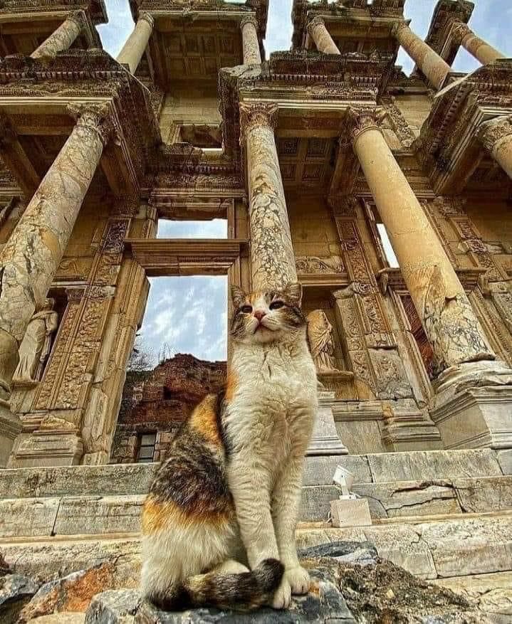 clasicasIEDA's tweet photo. Lindo gatito en Éfeso. https://t.co/kam89LeuKE