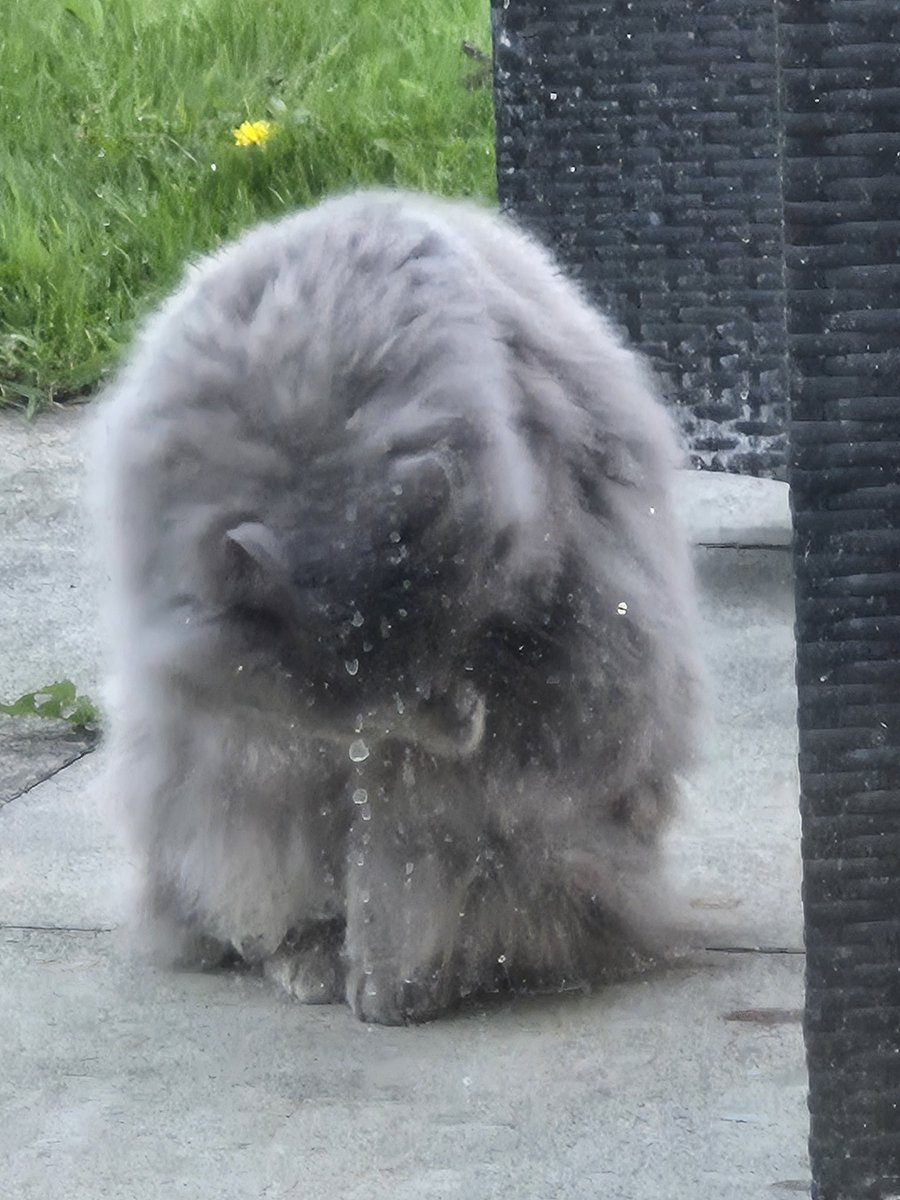 Fluffy visitor 🐺🐾