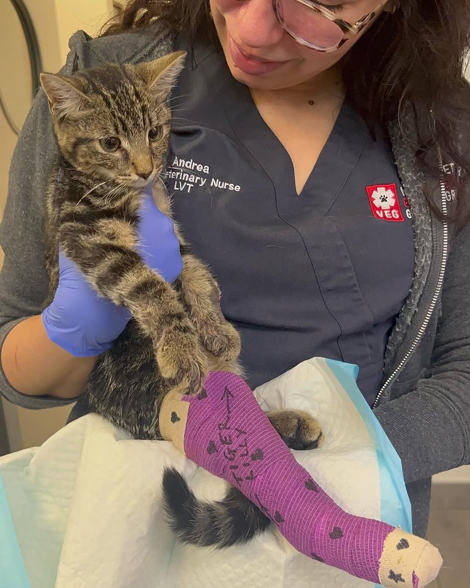 Tiger Lilly has been a brave little fighter but unfortunately her injuries were too grave. Today she was transferred to the Animal Medical Center. The veterinarians said her injuries were extensive and very serious.