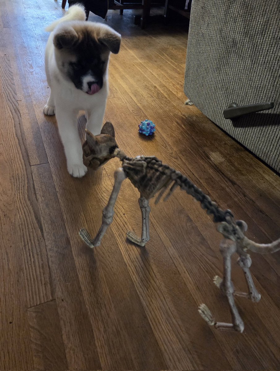 Happy Wednesday Everyone!!! Meet my new puppy dog Wednesday!!!  She already embraces Halloween like us as she loves this skeleton kitty. Hope you all have a great day!! 💋💋