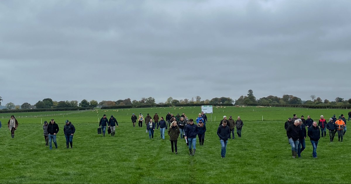 TeagascWWC's tweet photo. Some photos from our BETTER sheep farm walk today on the farm of Eddie Gavin, Fenniscourt, Co. Carlow. 

Breeding plans, lamb finishing group performance &amp; the role of catch crops prompted some great discussion amongst attendees 🐑🐑🐑 https://t.co/Qa3IMyEYOJ