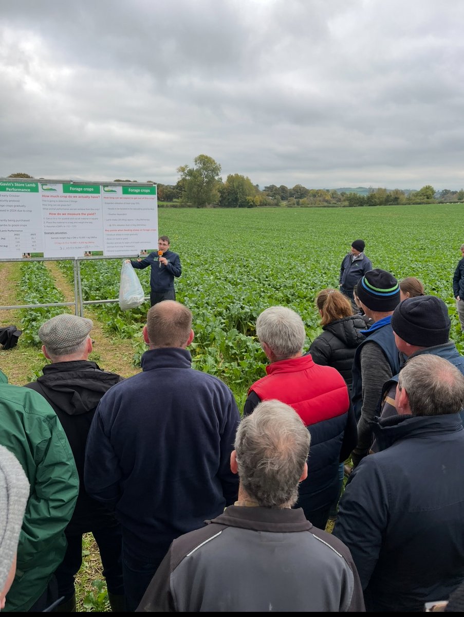TeagascWWC's tweet photo. Some photos from our BETTER sheep farm walk today on the farm of Eddie Gavin, Fenniscourt, Co. Carlow. 

Breeding plans, lamb finishing group performance &amp; the role of catch crops prompted some great discussion amongst attendees 🐑🐑🐑 https://t.co/Qa3IMyEYOJ