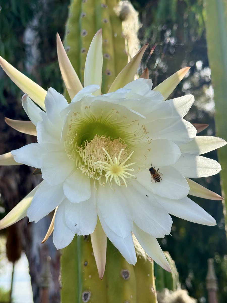 My cactus bloomed right before the rain. Huge beautiful blossoms, worth posting, don’t you think?