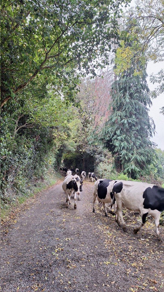 Back for the night shift.
Leaves starting to tumble