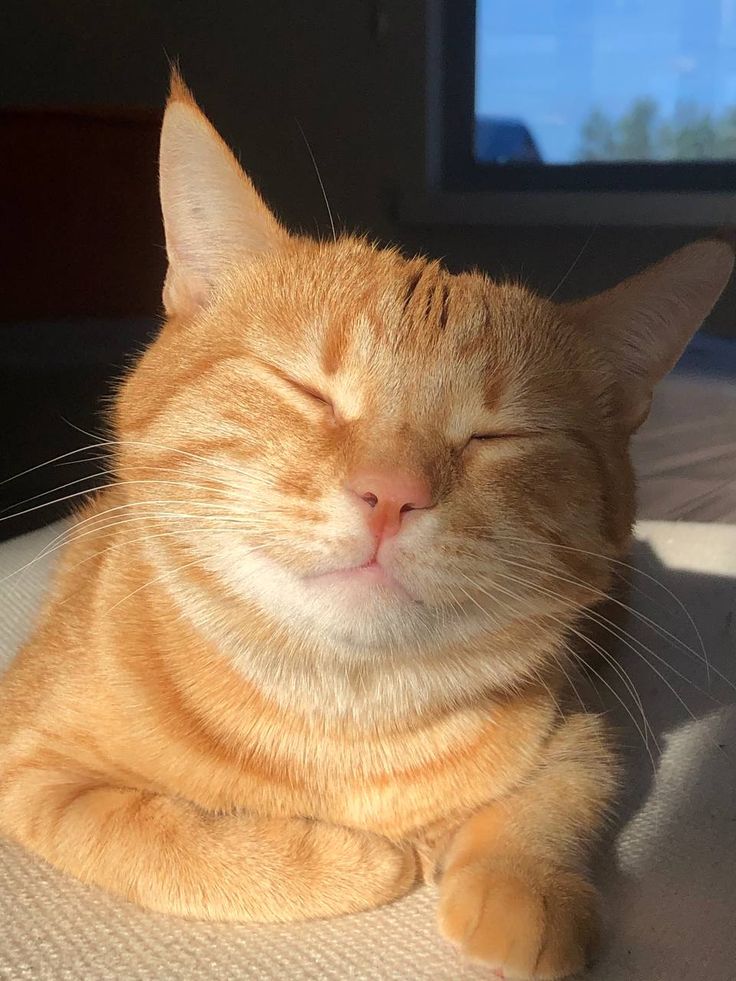 joekitcats's tweet image. 😊