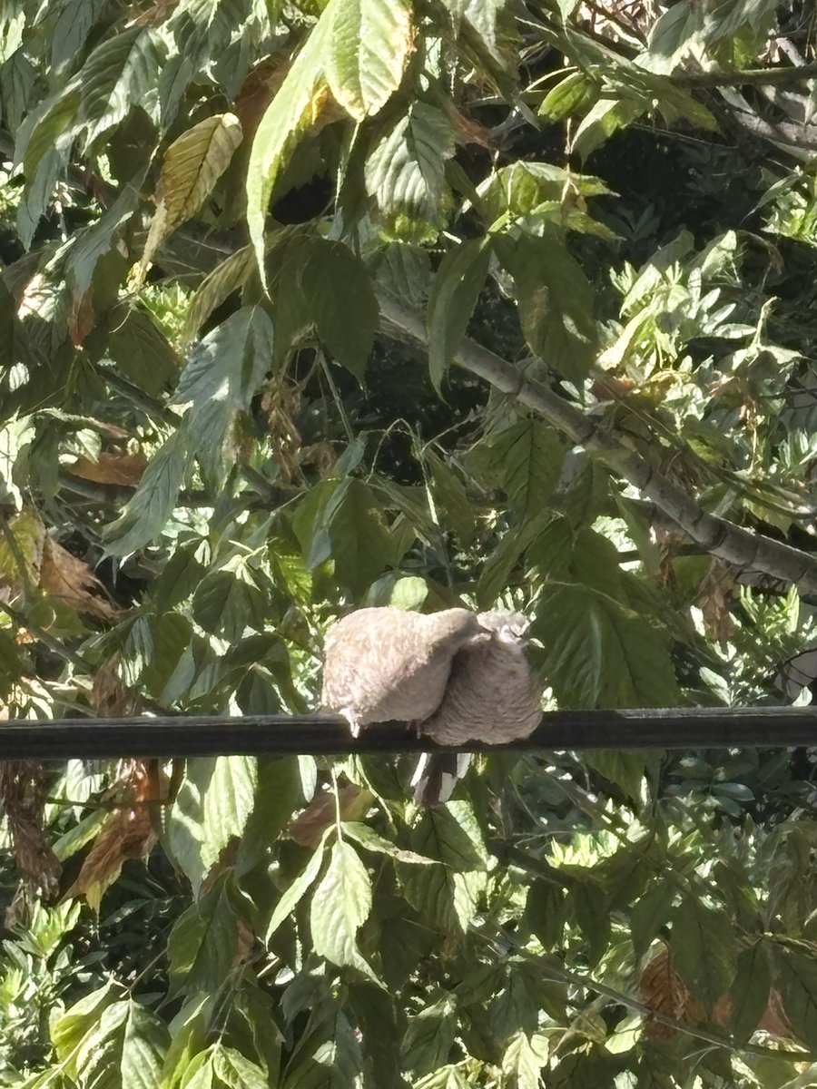 Helios (@heliouz__) on Twitter photo hay unos novios besándose afuera de mi ventana 😩 hay unos novios besándose afuera de mi ventana 😩