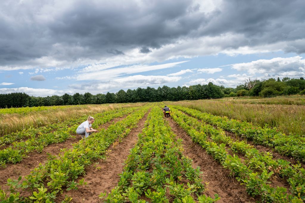 More UK trees needed to hit climate targets - The Government’s climate change and biodiversity targets will not be met without greater support for domestic tree production, according to a new report. buff.ly/IpqMUoB #gardencentres #horticulturenews #gardenforumheadlines